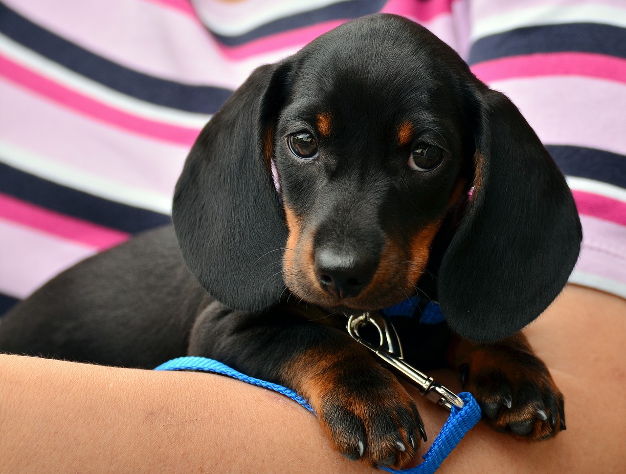 How to Help Your Dog with Leash Pulling